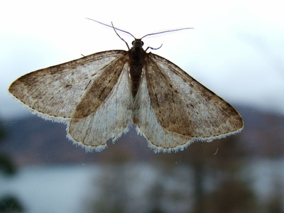 Mottled Grey